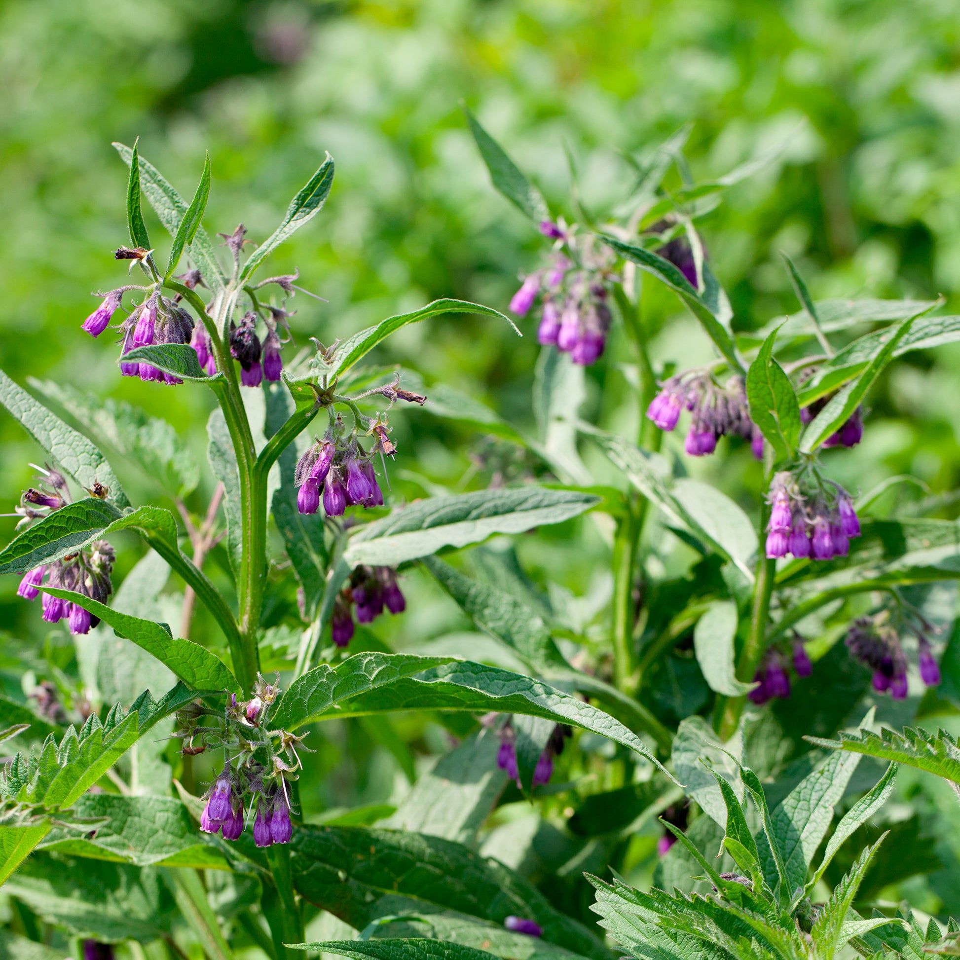 Consoude officinale Purpureum - Symphytum officinale purpureum - Bakker