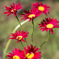 Pyrèthre Robinsons Red - Tanacetum coccineum Robinson's Red - Bakker