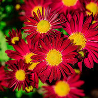 Pyrèthre Robinsons Red - Bakker