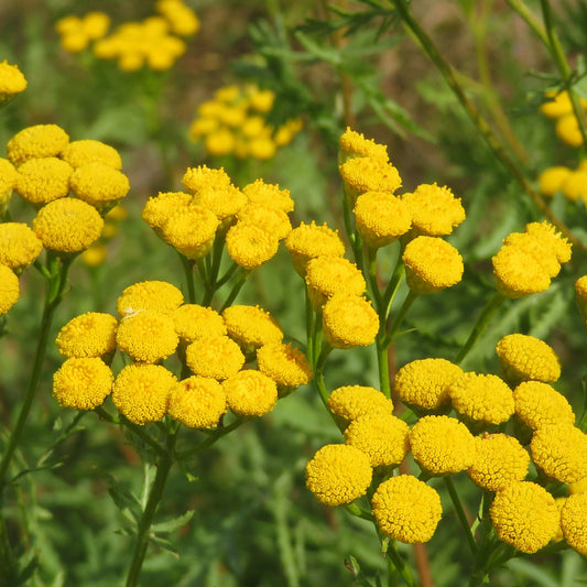 Tanaisie commune - Bakker