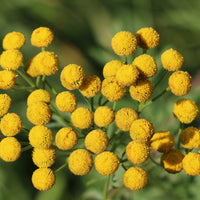 3 Tanaisie commune - Tanacetum vulgare - Bakker