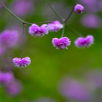 Pigamon Delavayi Hewitts Double - Thalictrum delavayi Hewitts Double - Bakker