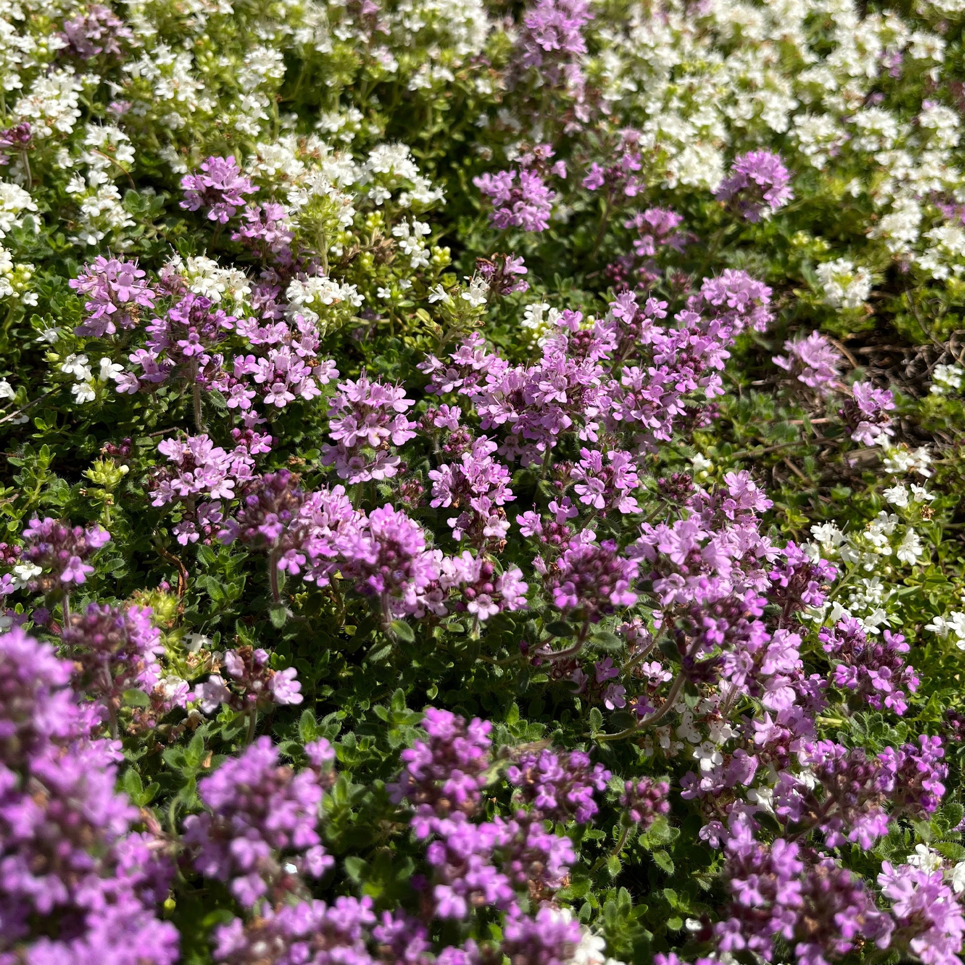 Thym précoce Coccineus - Bakker