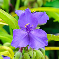 Tradescantia ( andersoniana group ) sweet kate - Ephémère de Virginie Sweet Kate - Plantes vivaces