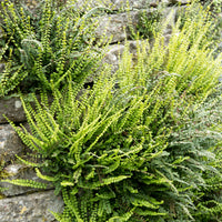 Asplenium trichomanes - Fausse-Capillaire - Fougères