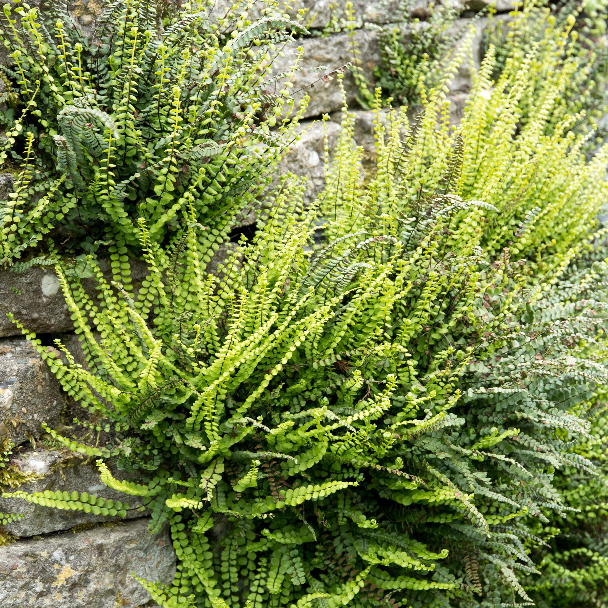 Asplenium trichomanes - Fausse-Capillaire - Fougères