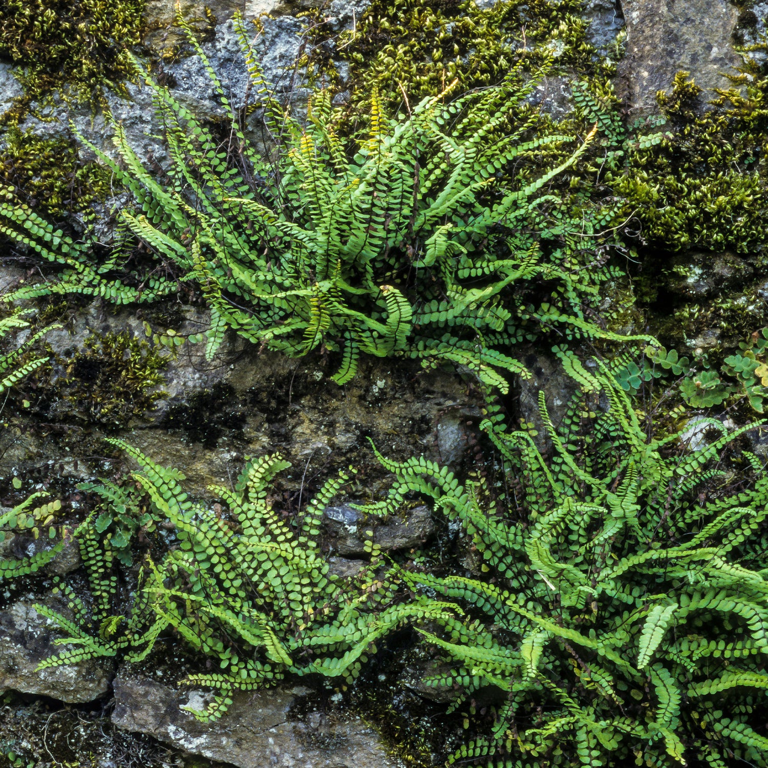 Asplenium - Asplénium