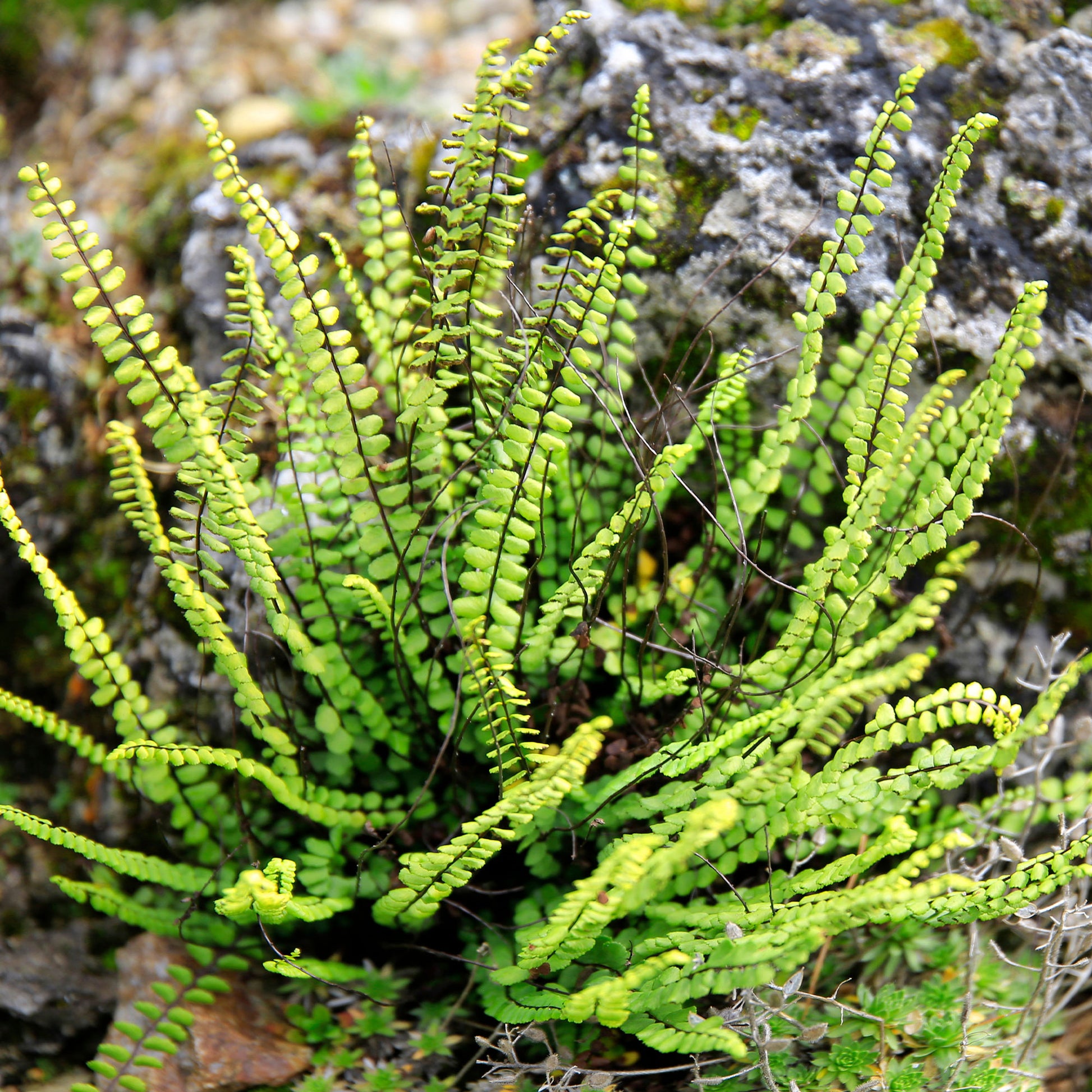 Fausse-Capillaire - Asplenium trichomanes - Bakker