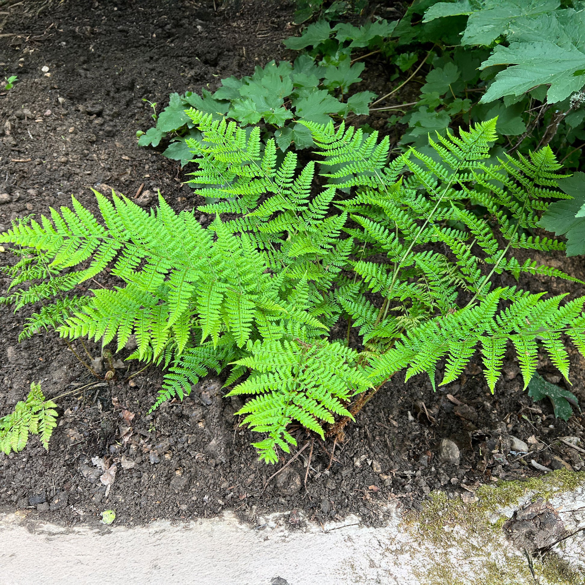 Fougère dilatée - Dryopteris dilatata - Bakker