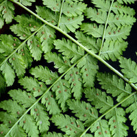 Dryopteris dilatata - Fougère dilatée - Plantes vivaces
