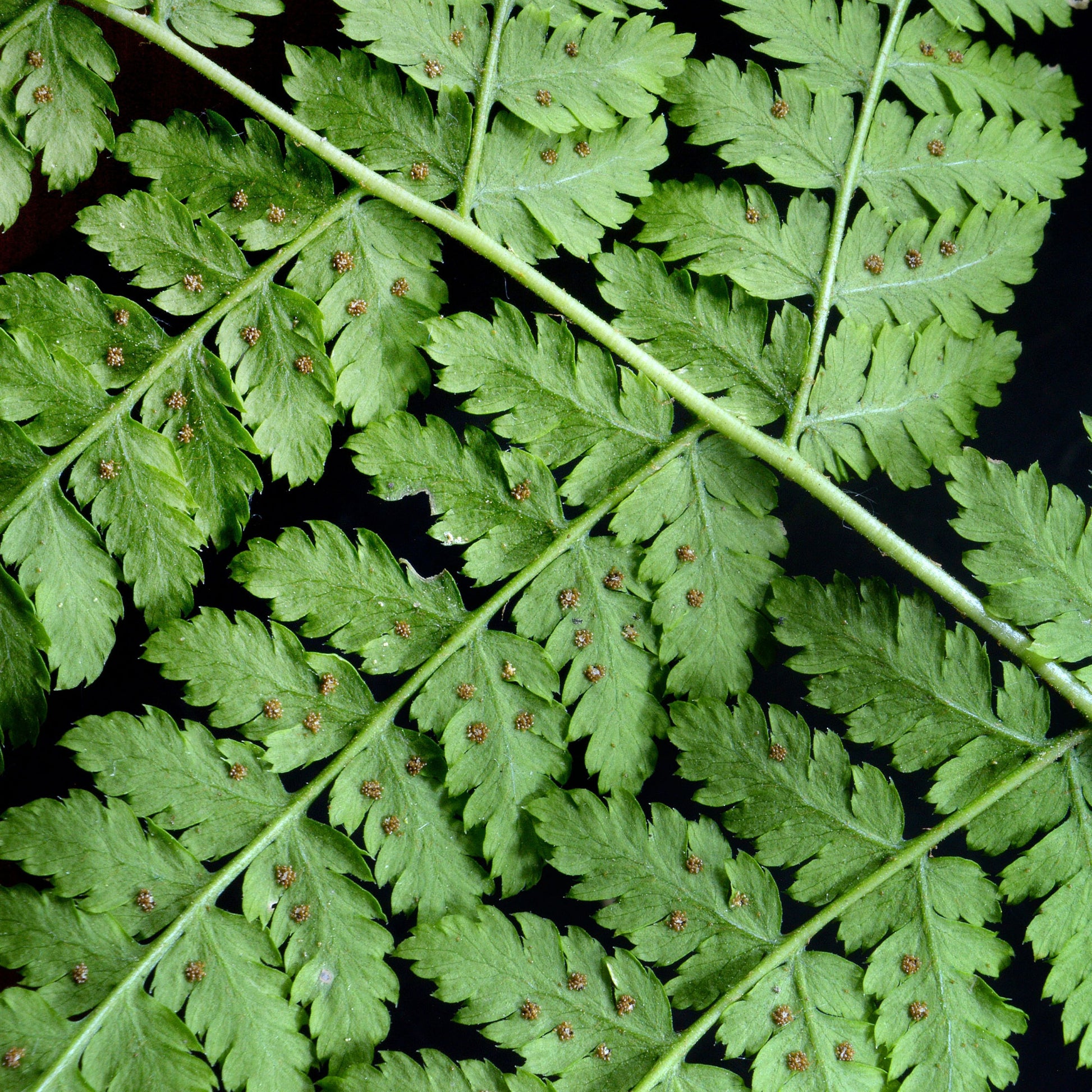 Dryopteris dilatata - Fougère dilatée - Plantes vivaces
