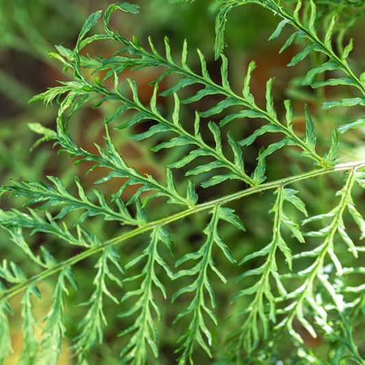 Fougère mâle Linearis Polydactyla - Bakker