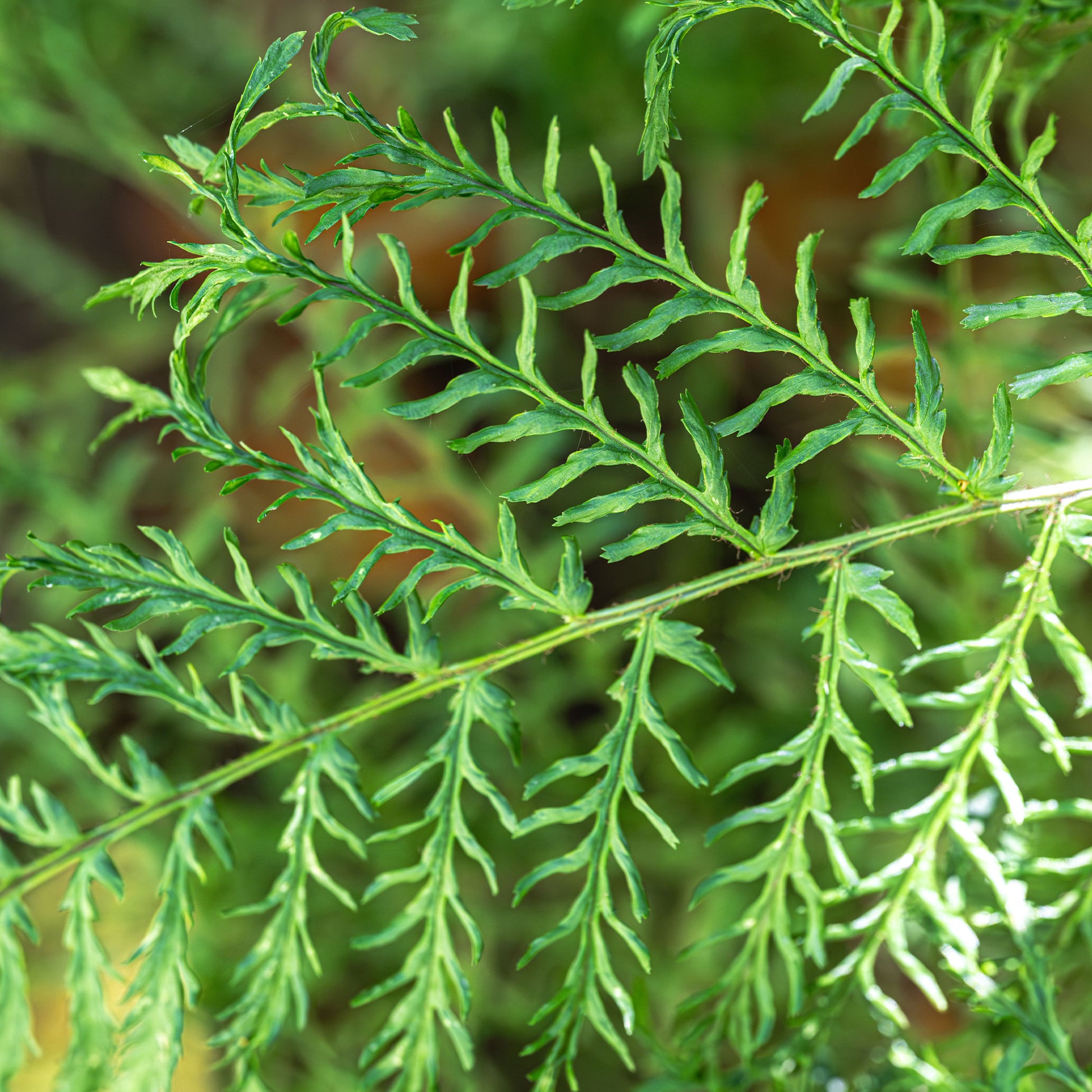 Fougère mâle Linearis Polydactyla - Dryopteris filix-mas linearis polydactyla - Bakker