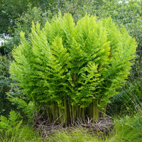 Osmonde royale - Osmunda regalis - Bakker