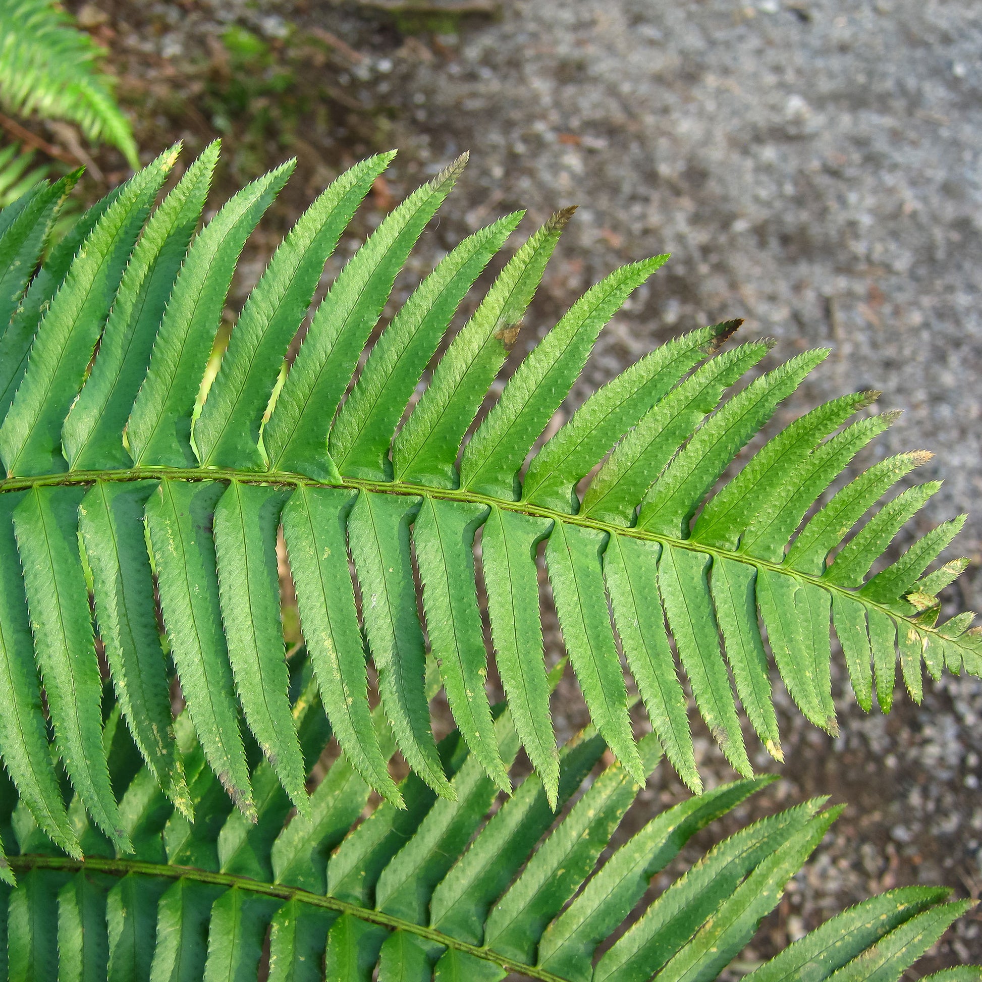 Polystichum munitum - Polystic - Plantes vivaces