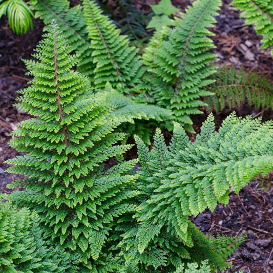 Polystic à cils raides Plumosum Densum - Fougère - Bakker