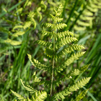 Thelypteris palustris - Fougère des marais - Fougères