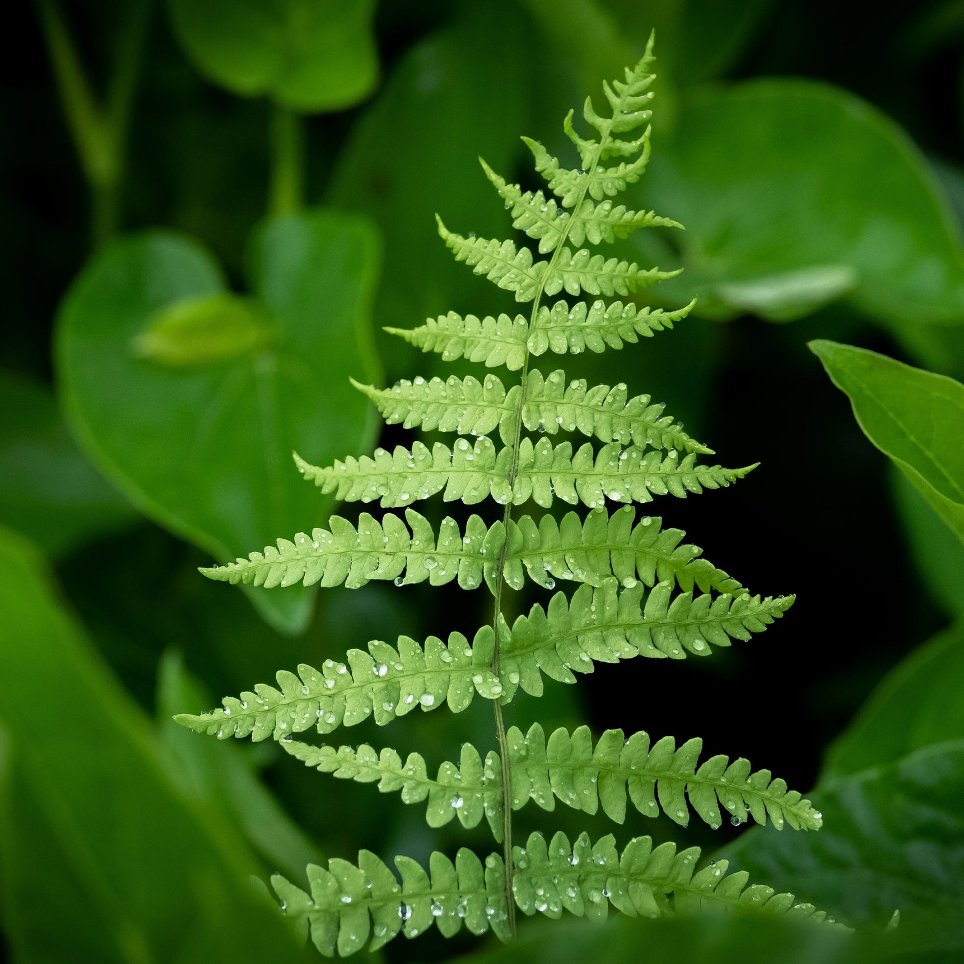 Vente Fougère des marais - Thelypteris palustris