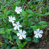 3 Petites pervenches blanches - Bakker