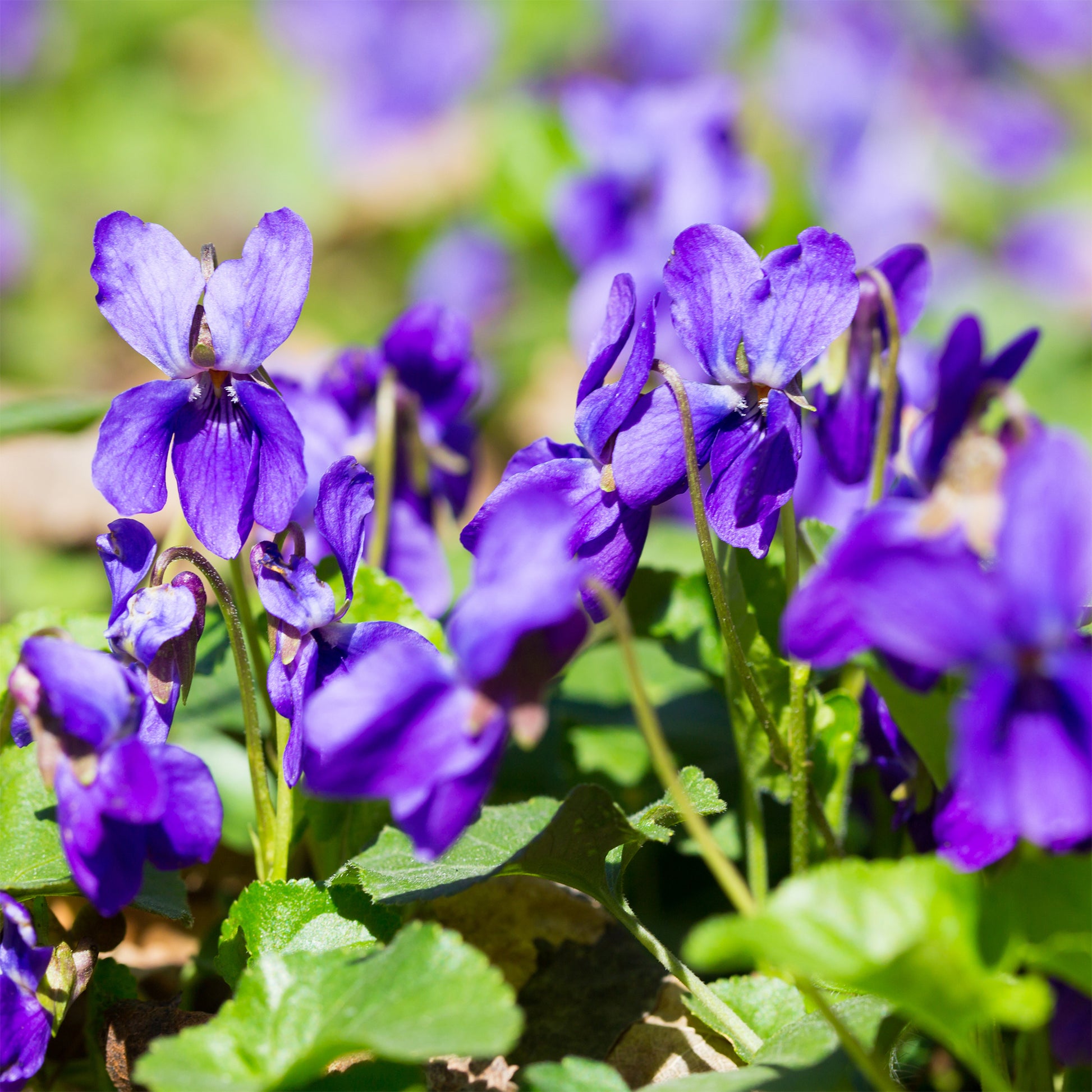 3 Violettes odorantes Königin Charlotte - Viola odorata königin charlotte - Bakker