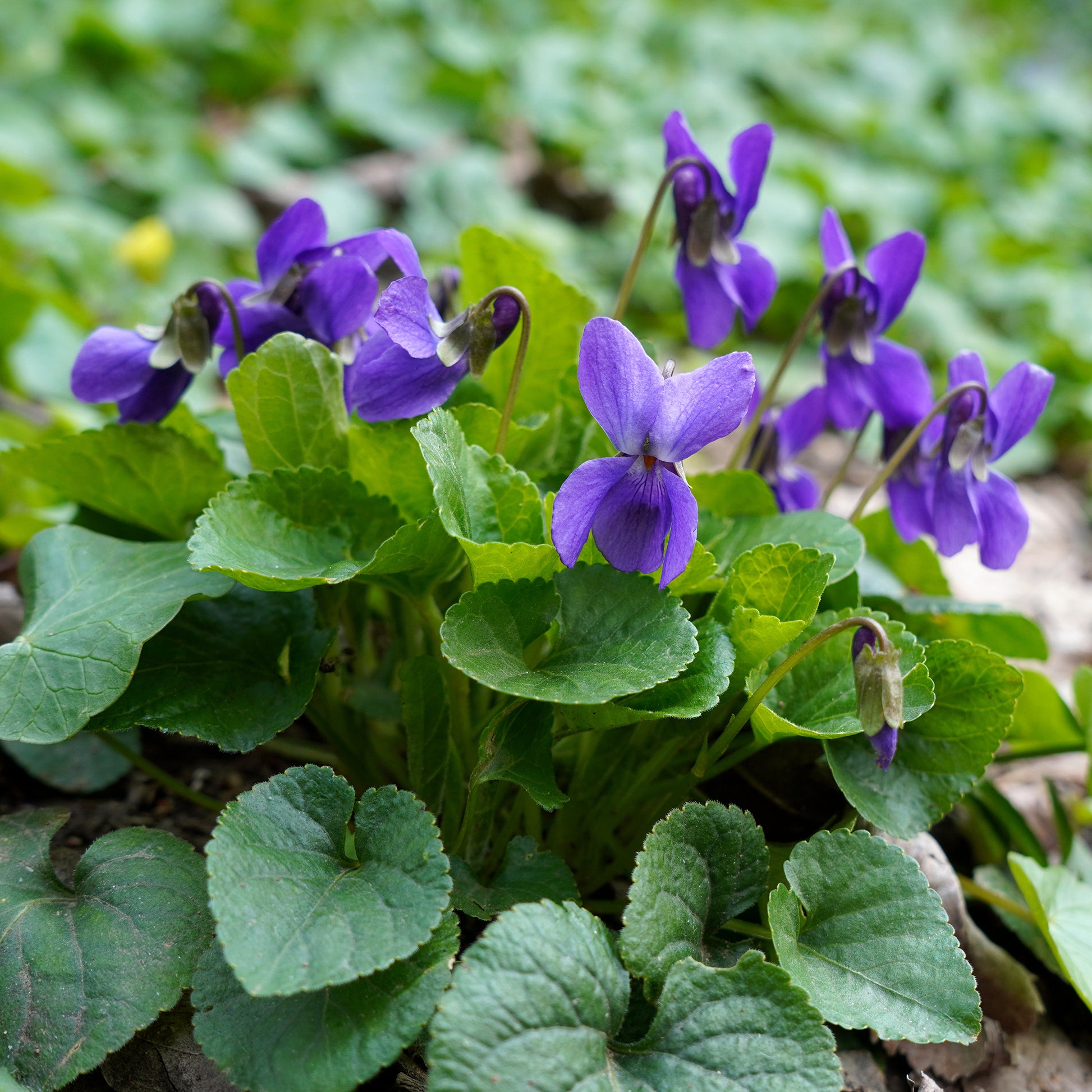 3 Violettes odorantes Königin Charlotte - Bakker