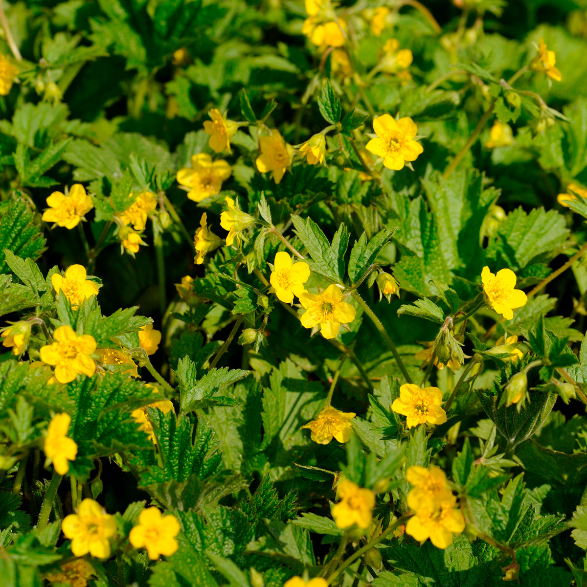 Waldsteinia geoides - Waldsteinia geoide - Plantes vivaces
