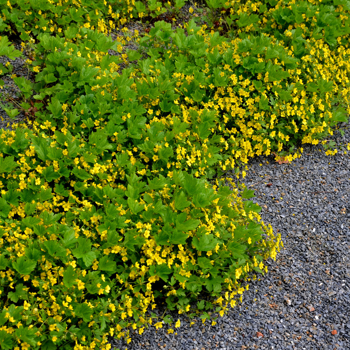 Waldsteinia geoide - Bakker