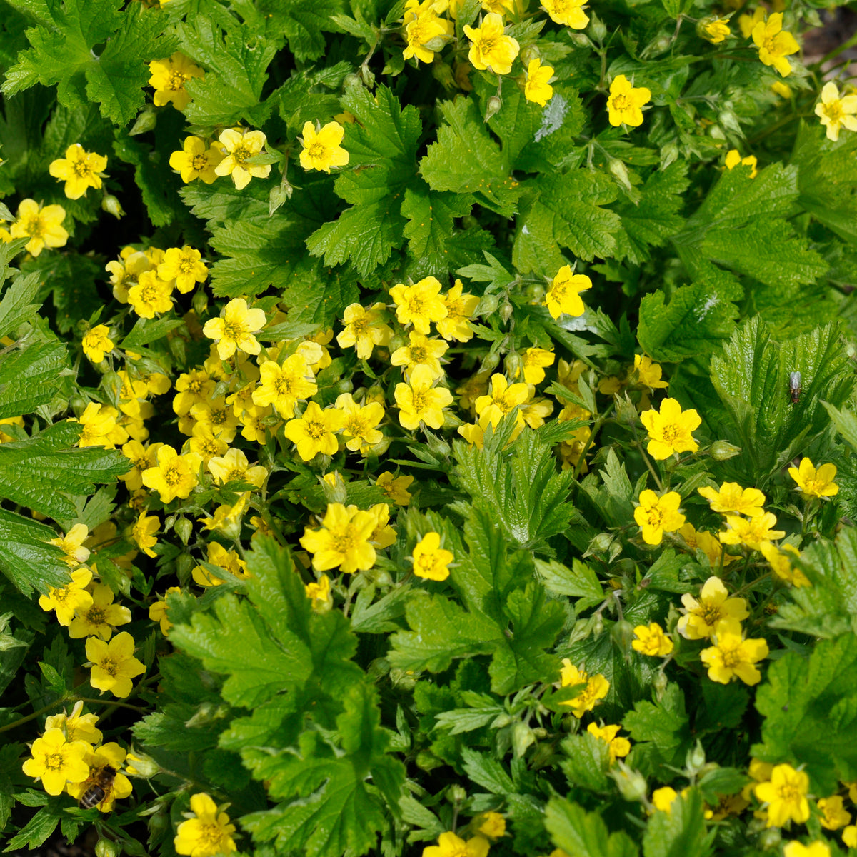 Waldsteinia geoide - Waldsteinia geoides - Bakker