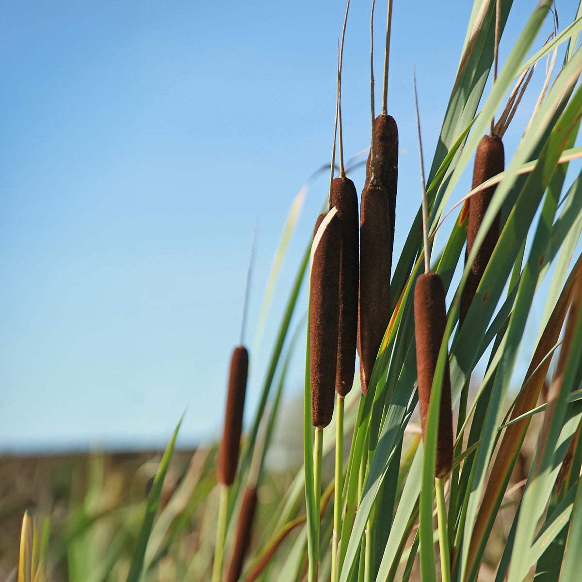 Roseaux - Massette à feuilles larges - Typha latifolia