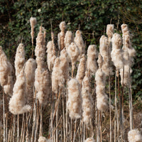 Typha latifolia - Massette à feuilles larges - Graminées