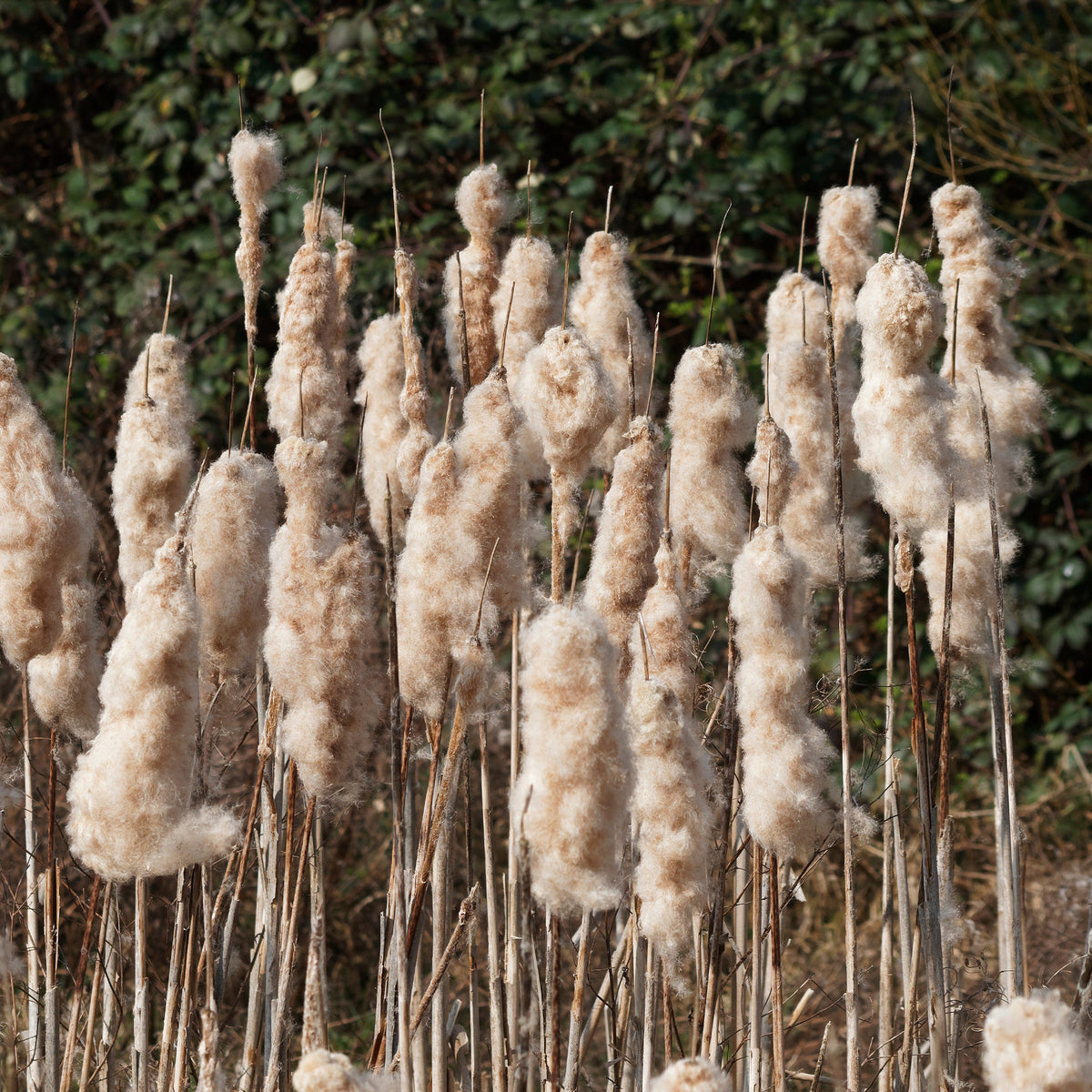 Typha latifolia - Massette à feuilles larges - Roseaux