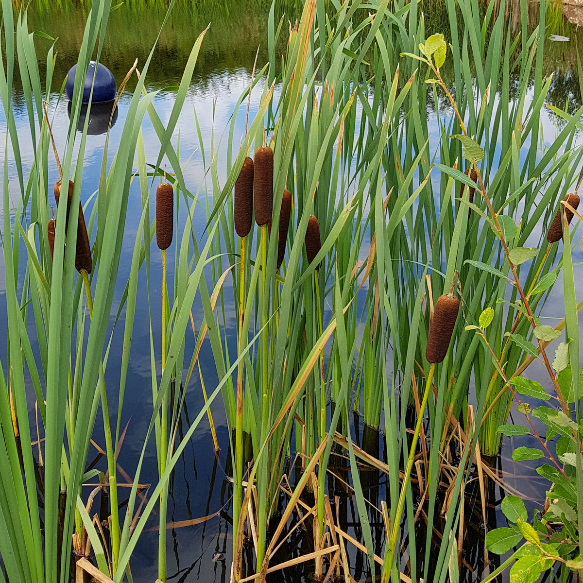 Roseaux - Massette de Laxmann - Typha laxmannii