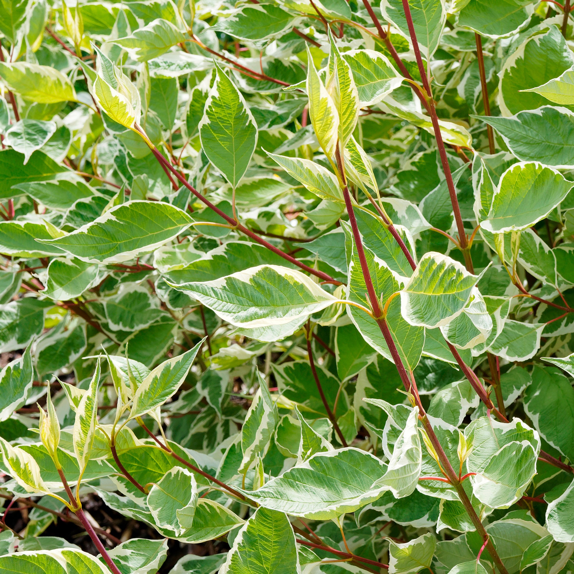 Vente Cornouiller blanc Elegantissima - Arbustes