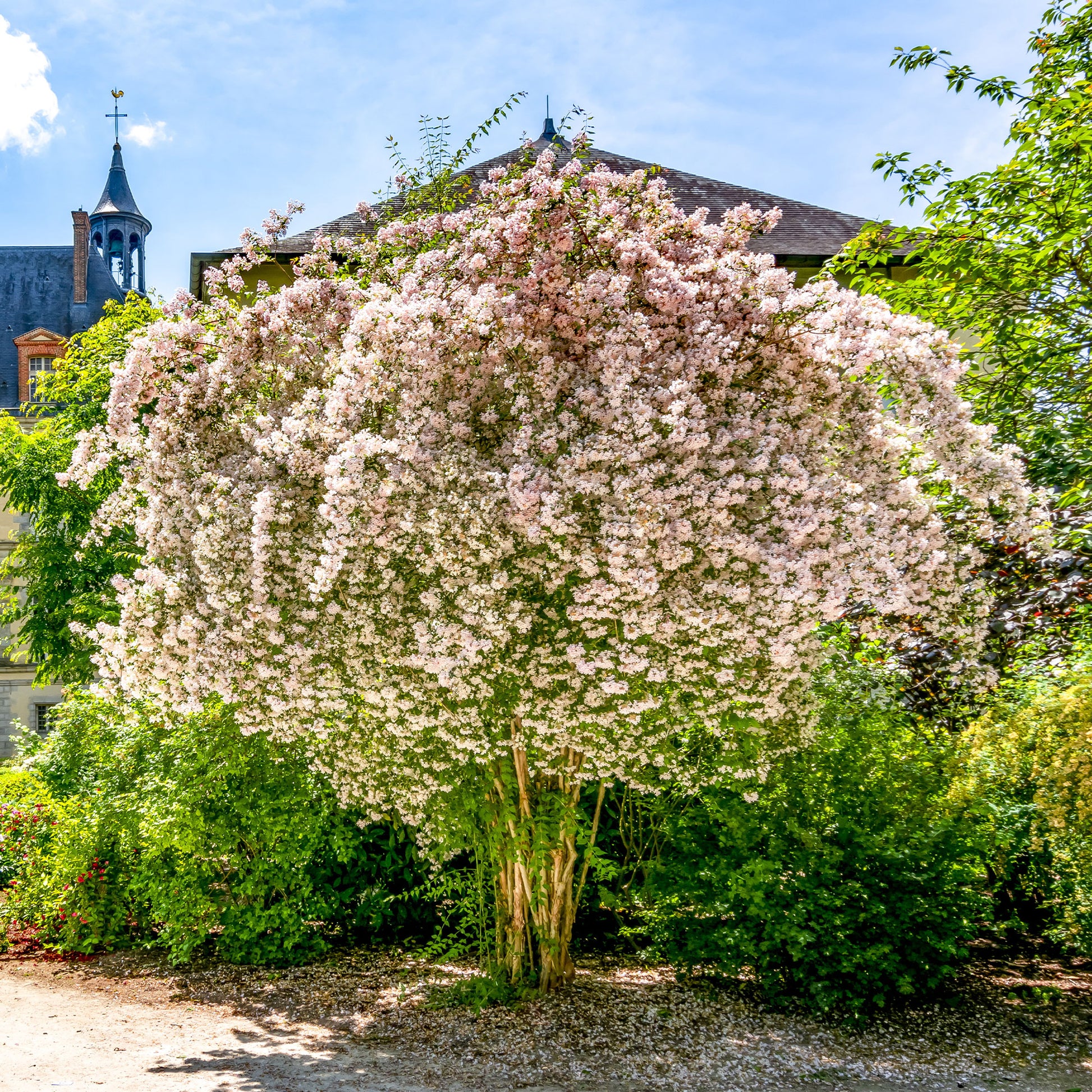 Buisson de beauté Pink Cloud - Bakker