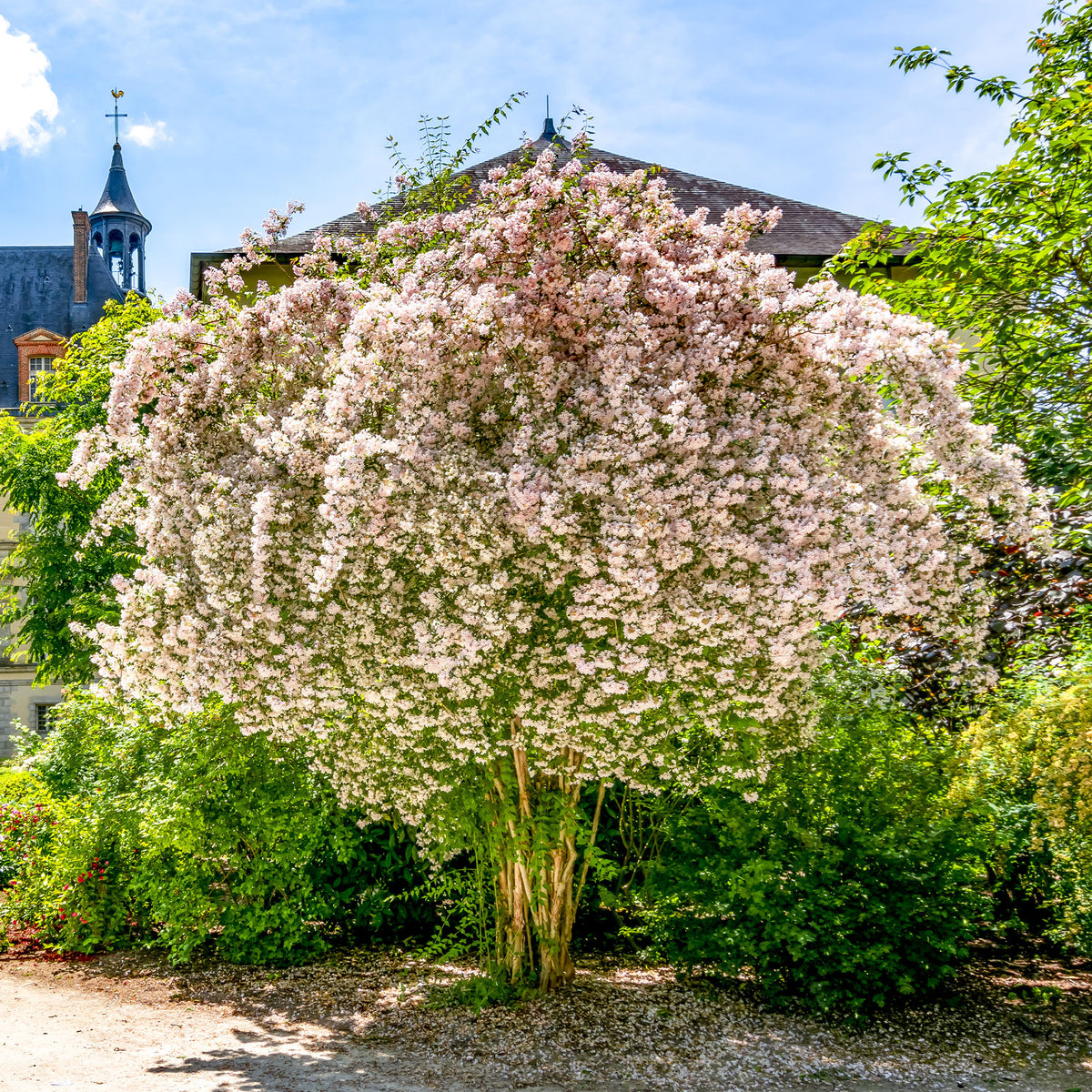 Buisson de beauté Pink Cloud - Bakker