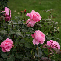 Vente Rosier Queen Elisabeth - Rosa Queen Elisabeth