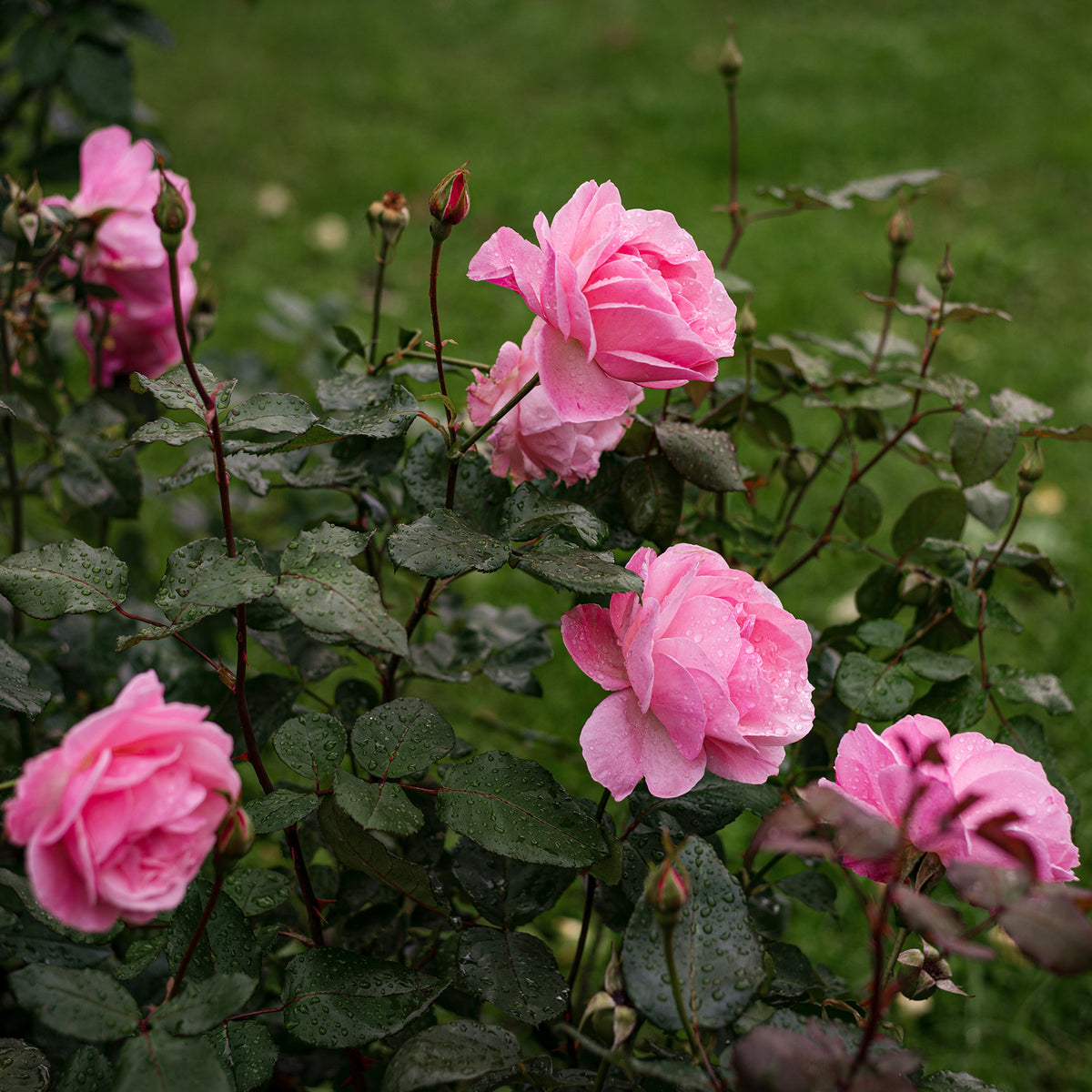 Vente Rosier Queen Elisabeth - Rosa Queen Elisabeth
