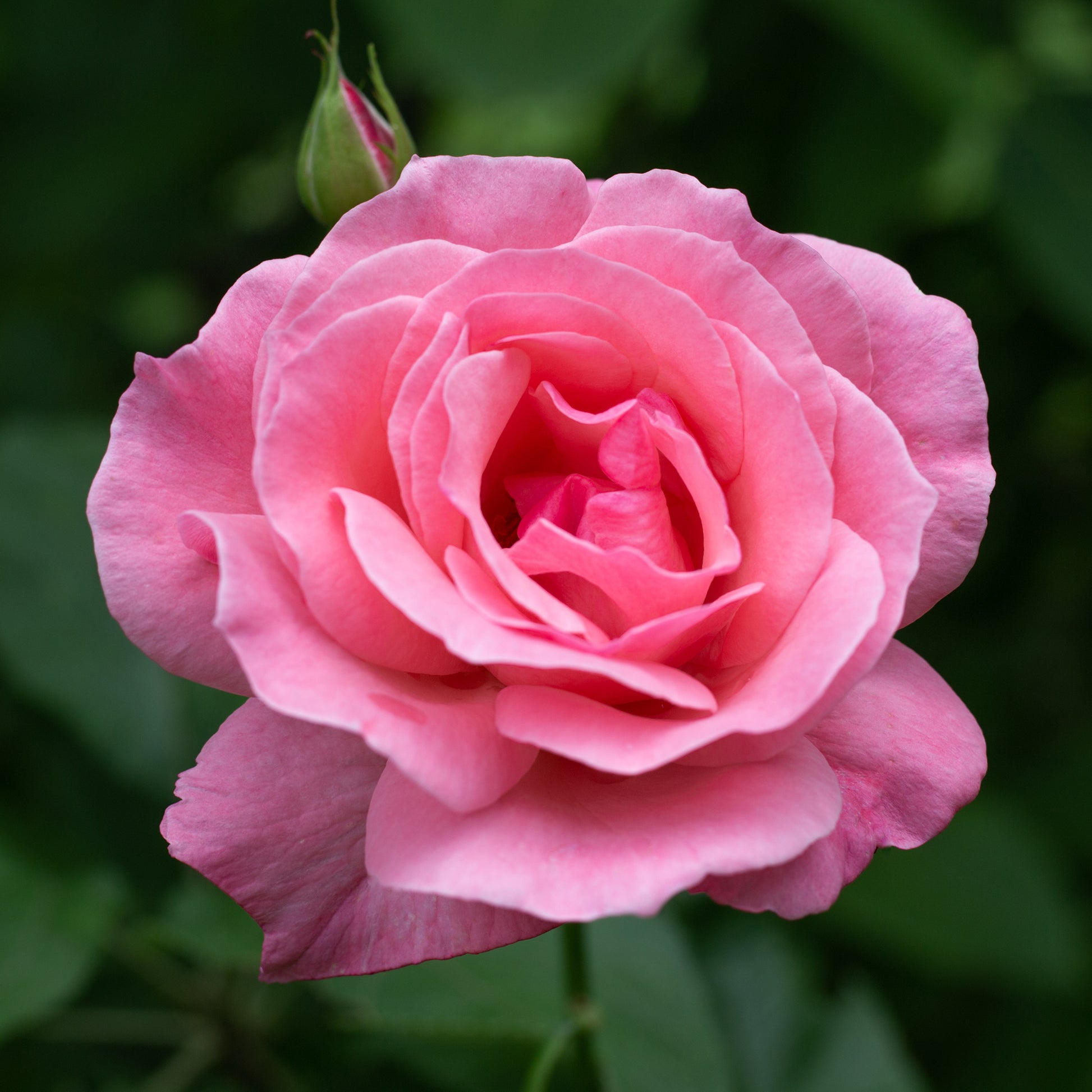 Rosa Queen Elisabeth - Rosier Queen Elisabeth - Rosiers