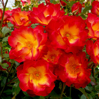 Rosier Summer of Love® - Bakker