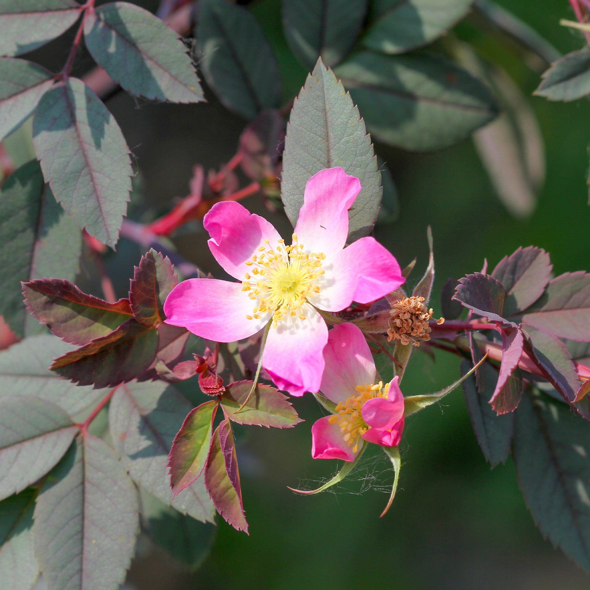 Rosier Glauca - Rosa glauca - Bakker