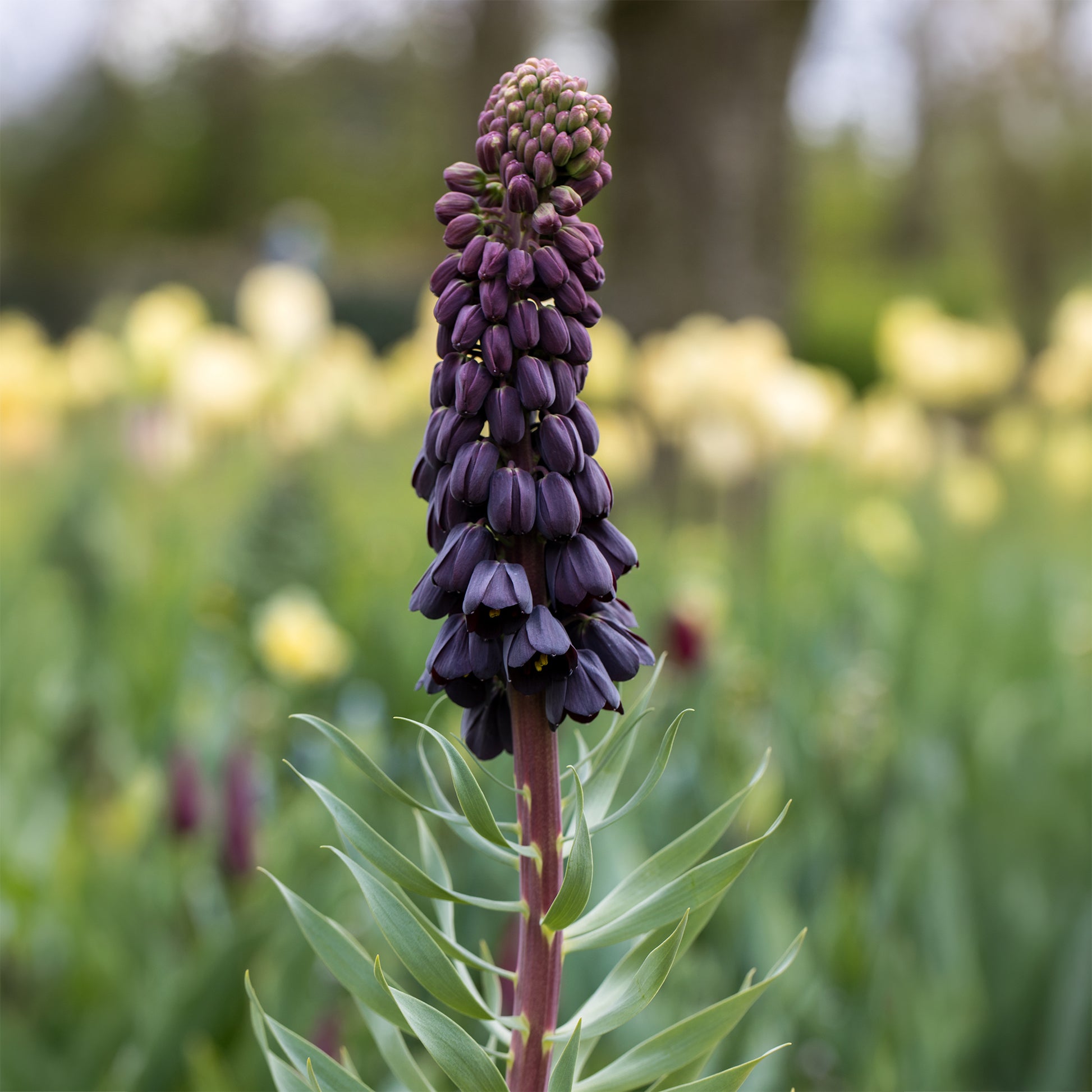 Vente Fritillaire de Perse - Fritillaria persica