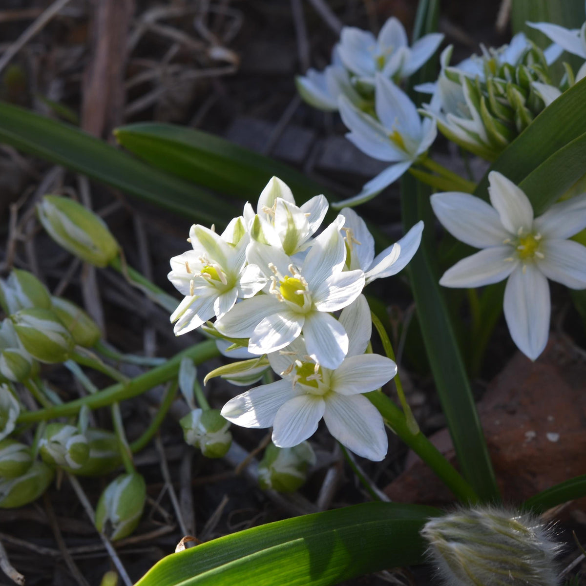 Bulbes de printemps - 20 Ornithogales - Ornithogalum balansae