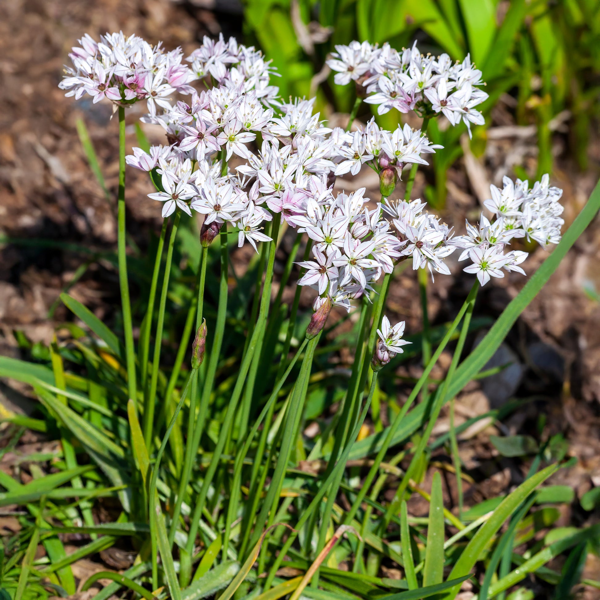 Bulbes d'Allium - 25 Alliums Caméléon - Allium cameleon