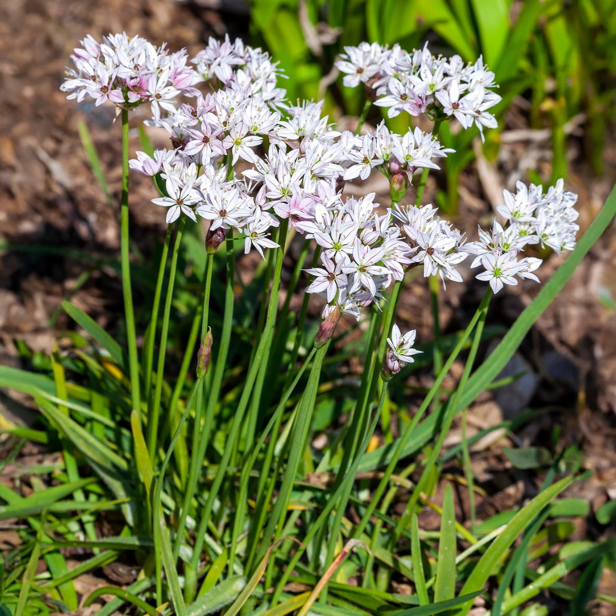Bulbes d'Allium - 25 Alliums Caméléon - Allium cameleon