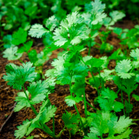 Graines d'aromatiques - Coriandre a graine fine lente à monter - Coriandrum sativum