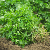 Coriandrum sativum - Coriandre a graine fine lente à monter - Graines d'aromatiques