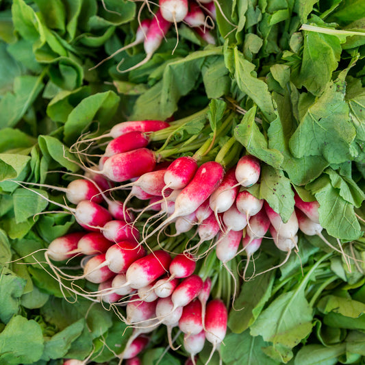 Radis French Breakfast Bio - Bakker