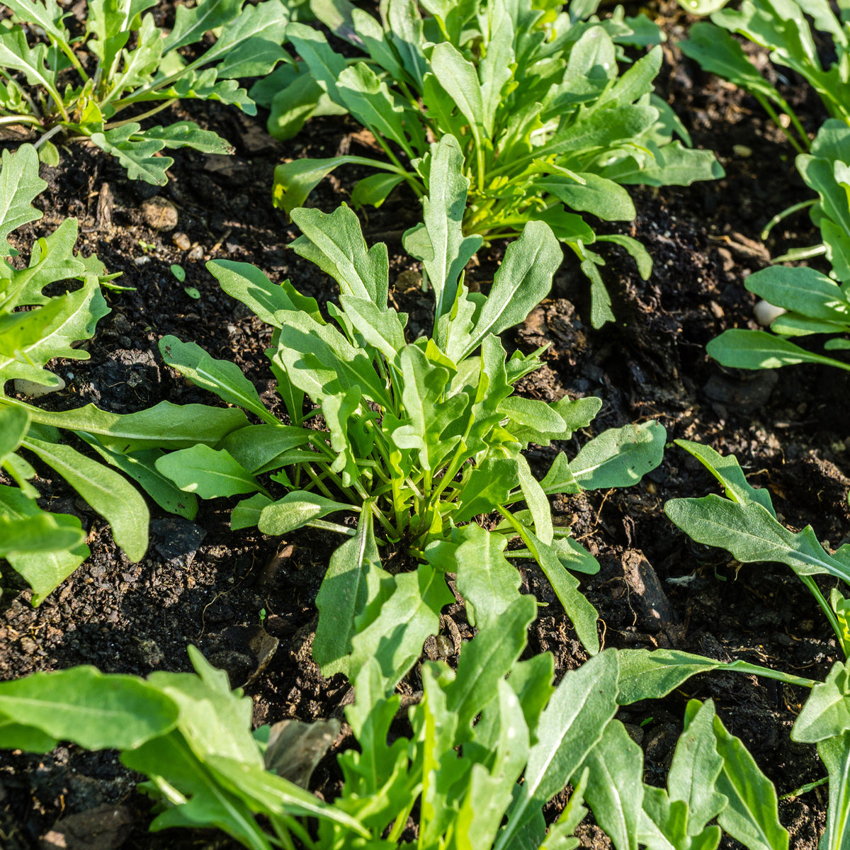Roquette cultivée Bio - Bakker