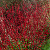 Cornus alba Sibirica - Cornouiller à bois rouge Sibirica - Arbustes