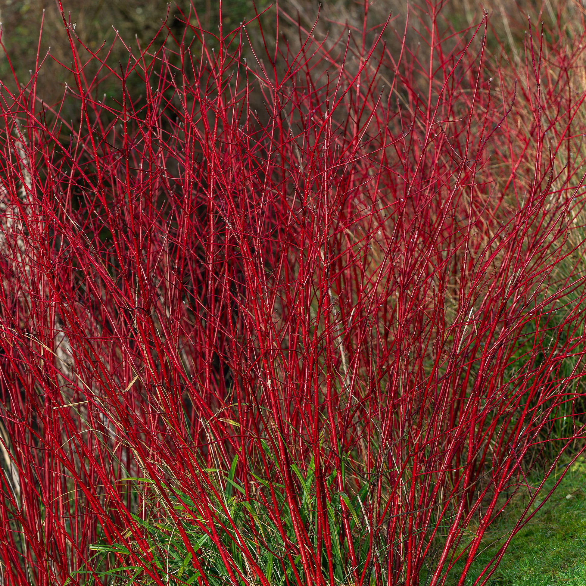 Cornus alba Sibirica - Cornouiller à bois rouge Sibirica - Arbustes